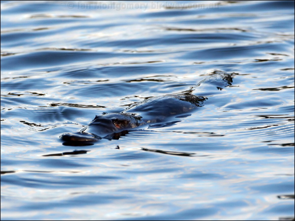 Platypus platypus_37062.psd