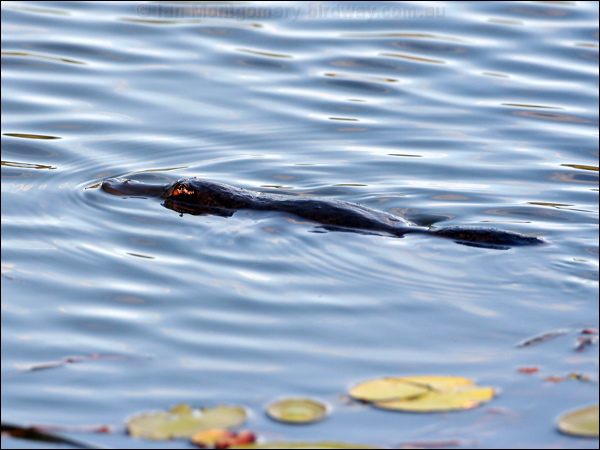 Platypus platypus_37072.psd