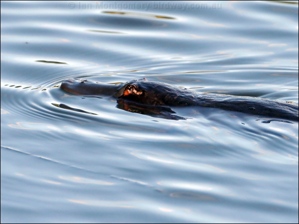 Platypus platypus_37073.psd