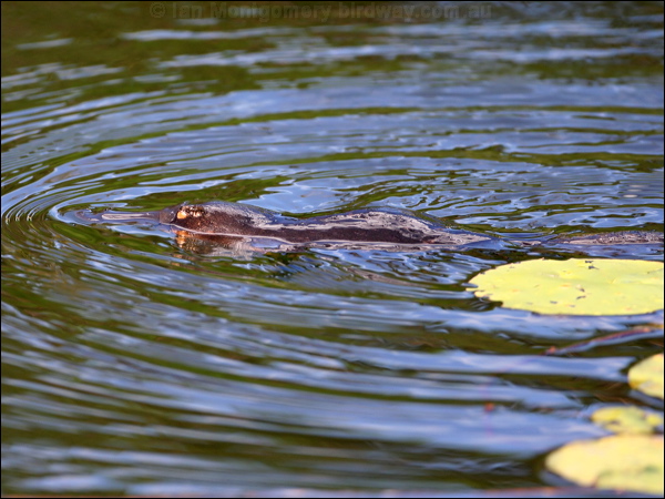 Platypus platypus_37080.psd