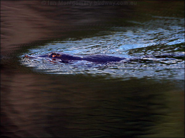 Platypus platypus_37146.psd