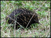 Click here to enter gallery and see photos/pictures/images of Short-beaked Echidna