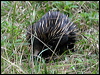 echidna_16982