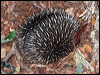 echidna_63832