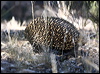 echidna_87291