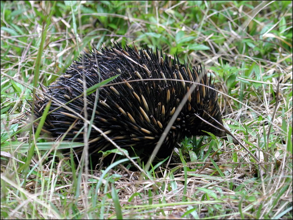 Short-beaked Echidna echidna_16978.psd