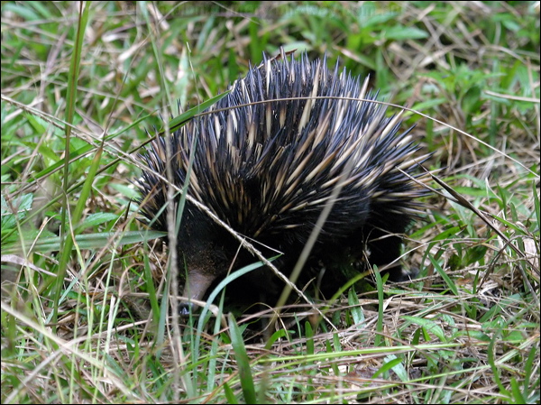 Short-beaked Echidna echidna_16982.psd