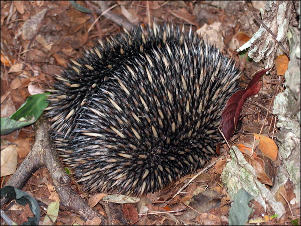 Short-beaked Echidna echidna_63832.psd