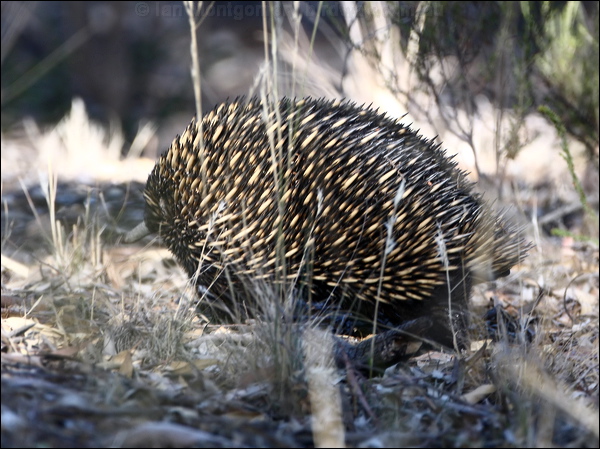 Short-beaked Echidna echidna_87291.psd