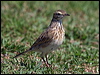 Click here to enter gallery and see photos/pictures/images of Australasian Pipit