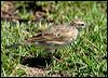 australian_pipit_05856