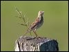australian_pipit_104430