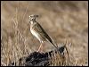 australian_pipit_106154