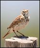 australian_pipit_28078