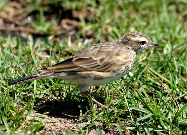 Australian Pipit australian_pipit_05856.psd