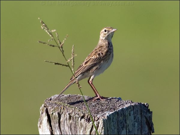 Australian Pipit australian_pipit_104430.psd