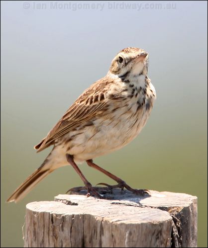 Australian Pipit australian_pipit_28078.psd