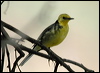 citrine_wagtail_17681