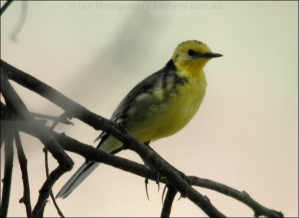 Citrine Wagtail citrine_wagtail_17681.psd