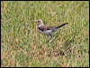 east_yellow_wagtail_199813