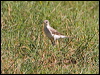 east_yellow_wagtail_199815