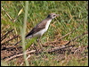 Click here to enter gallery and see photos/pictures/images of Eastern Yellow Wagtail