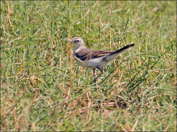 Eastern Yellow Wagtail east_yellow_wagtail_199813.psd