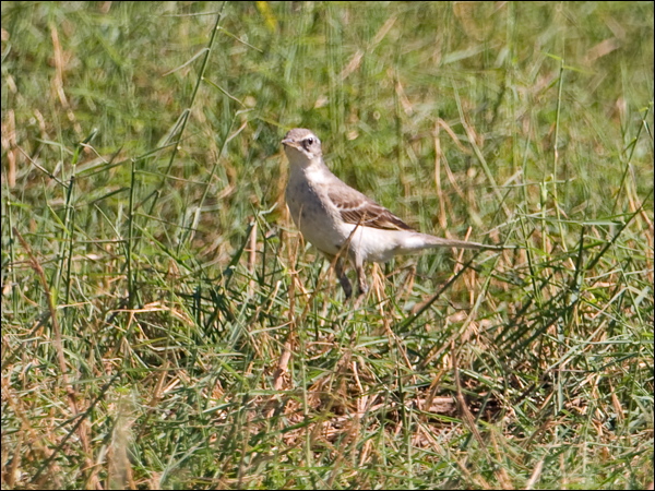 Eastern Yellow Wagtail east_yellow_wagtail_199815.psd