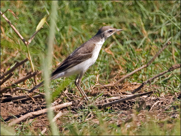 Eastern Yellow Wagtail east_yellow_wagtail_199826.psd