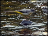 grey_wagtail_160426