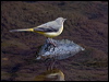 grey_wagtail_160448