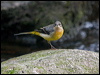 grey_wagtail_160452
