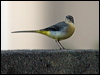 grey_wagtail_160502
