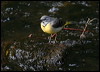 grey_wagtail_51326
