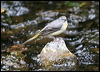 grey_wagtail_51396