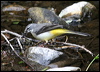 grey_wagtail_51412