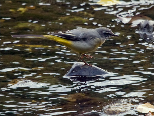 Grey Wagtail grey_wagtail_160426.psd