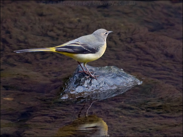 Grey Wagtail grey_wagtail_160448.psd