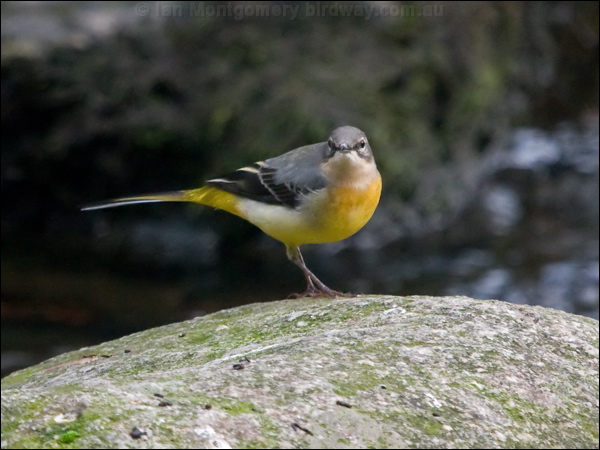 Grey Wagtail grey_wagtail_160452.psd