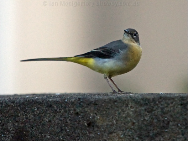 Grey Wagtail grey_wagtail_160502.psd
