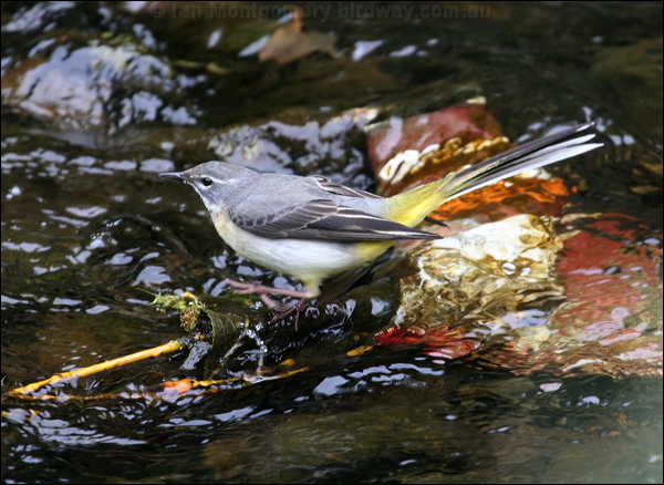 Grey Wagtail grey_wagtail_51383.psd