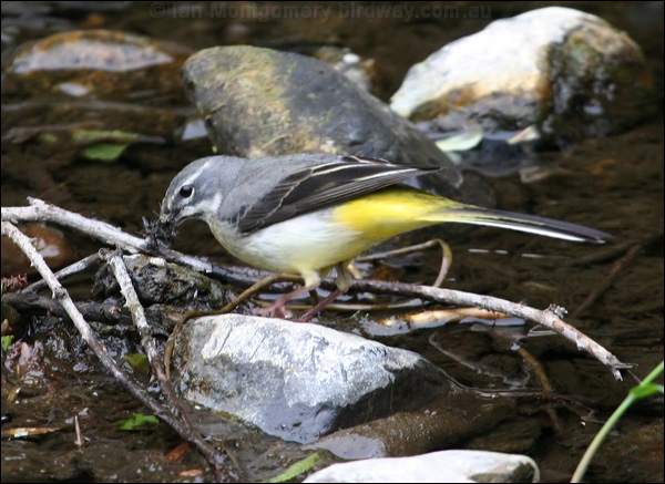 Grey Wagtail grey_wagtail_51412.psd