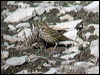 Click here to enter gallery and see photos/pictures/images of Meadow Pipit