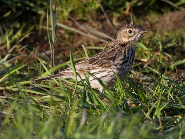 Meadow Pipit meadow_pipit_142845.psd