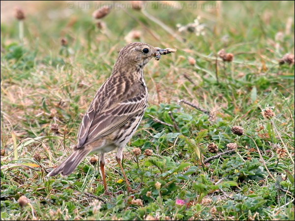 Meadow Pipit meadow_pipit_55190.psd