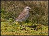 new_zealand_pipit_124207