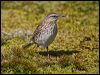 new_zealand_pipit_124209