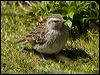 new_zealand_pipit_124496