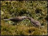 new_zealand_pipit_124629