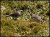new_zealand_pipit_124630